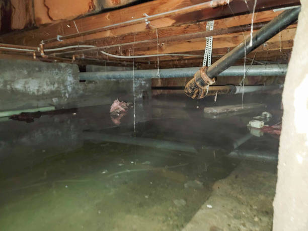 Carpet water damage restoration in NE